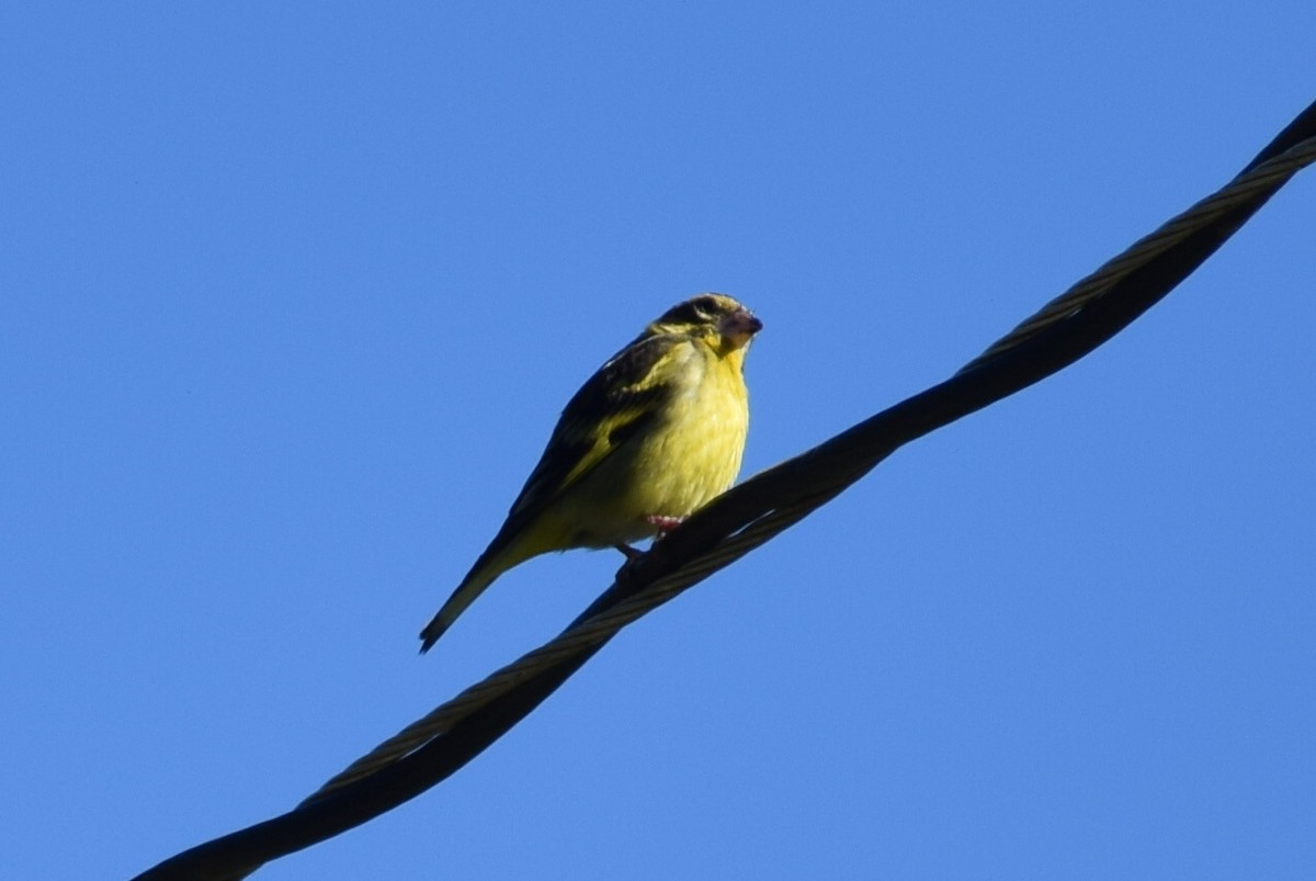 Yellow-breasted Greenfinch - ML616577496