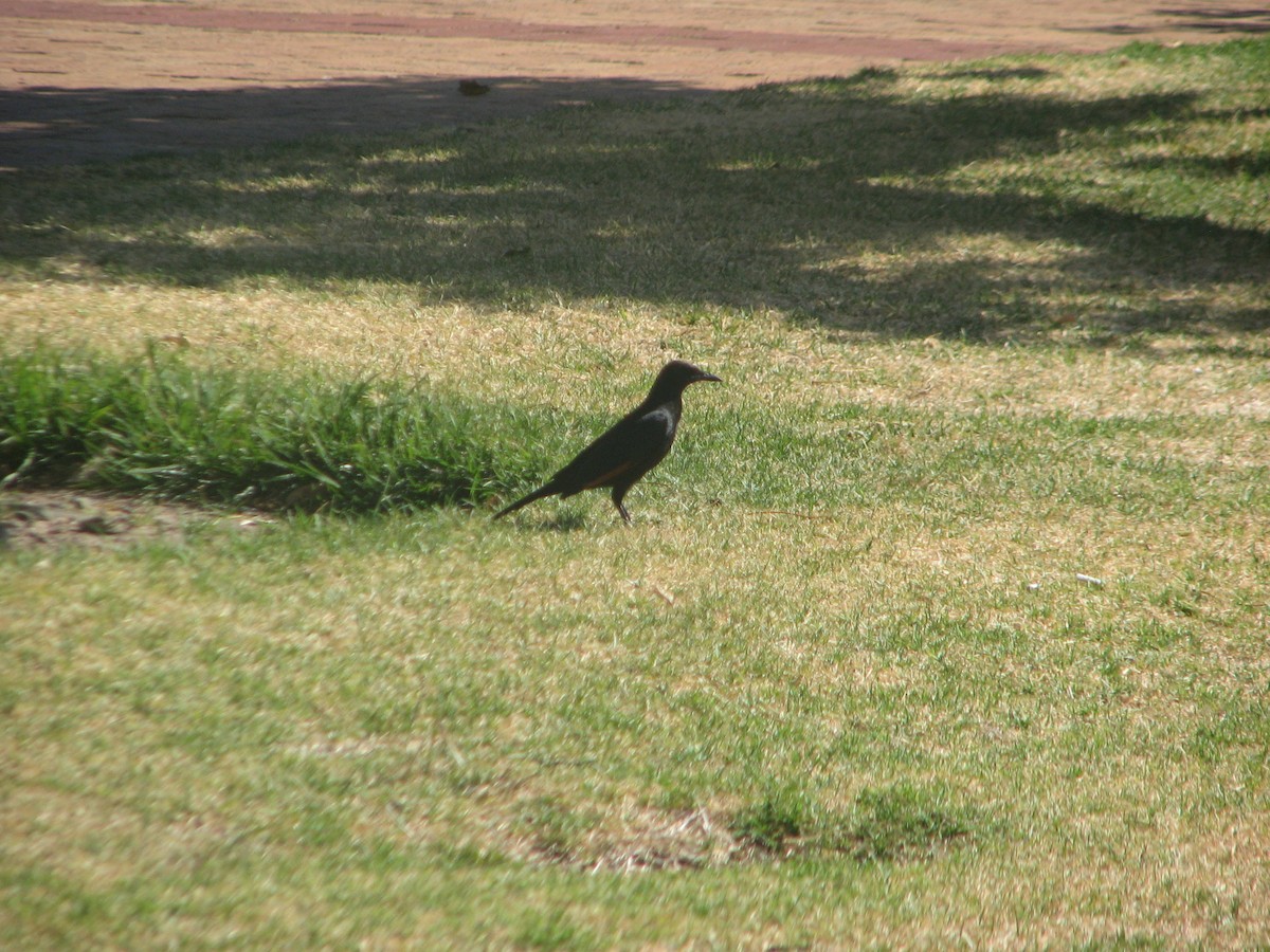 Red-winged Starling - ML616577501