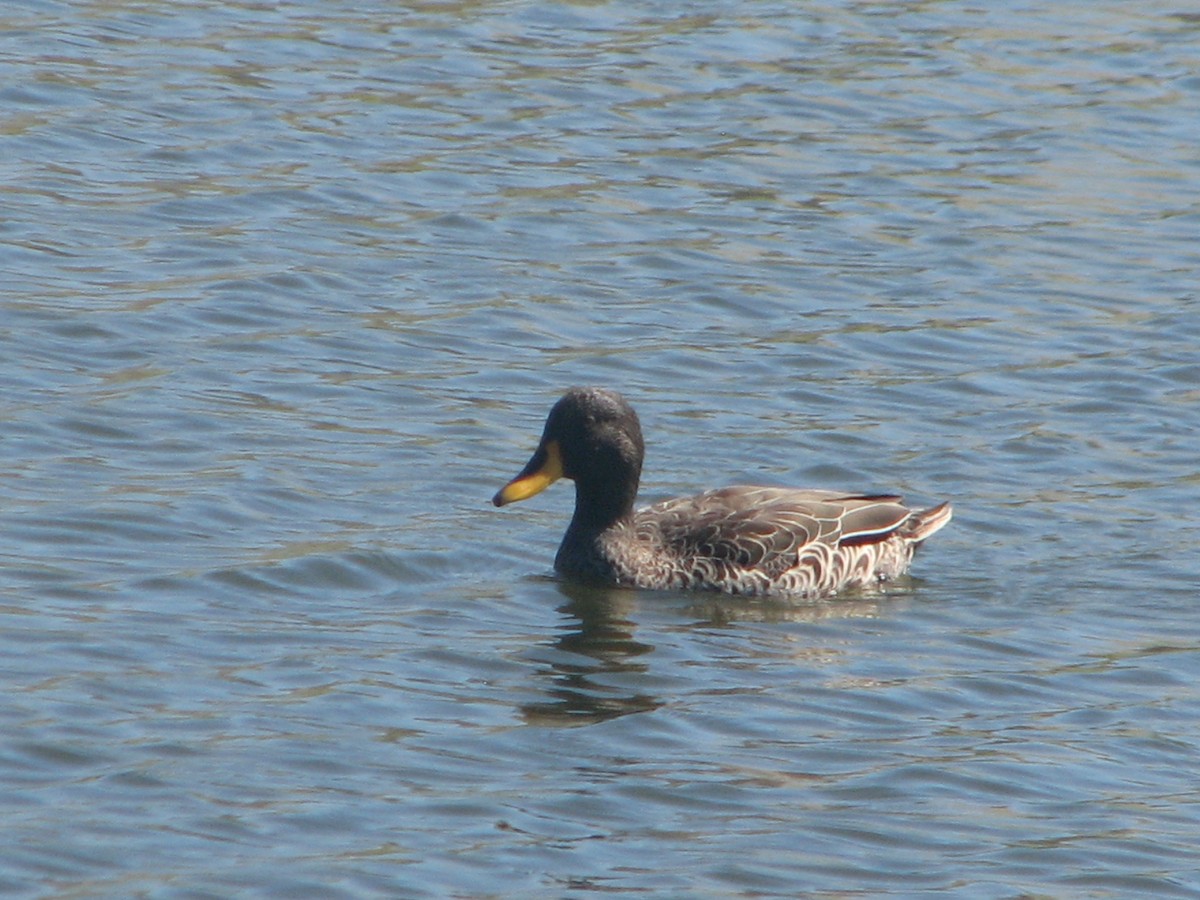 Yellow-billed Duck - ML616577510