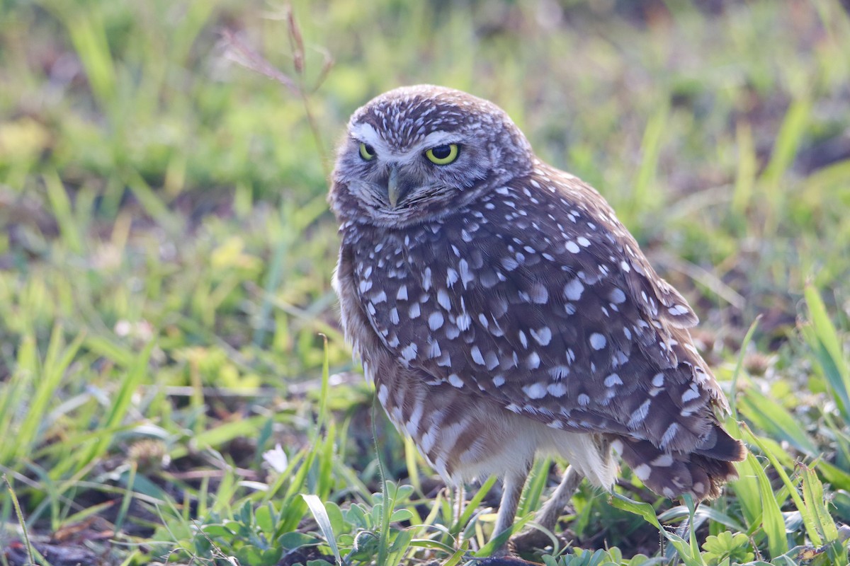 Burrowing Owl (Florida) - Russell Hillsley