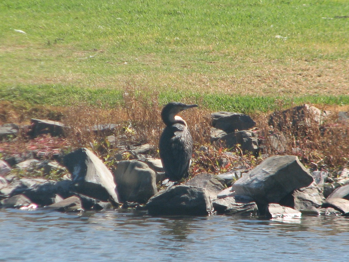 Great Cormorant (White-breasted) - ML616577514