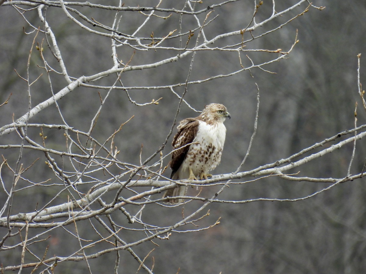 Red-tailed Hawk - ML616577528