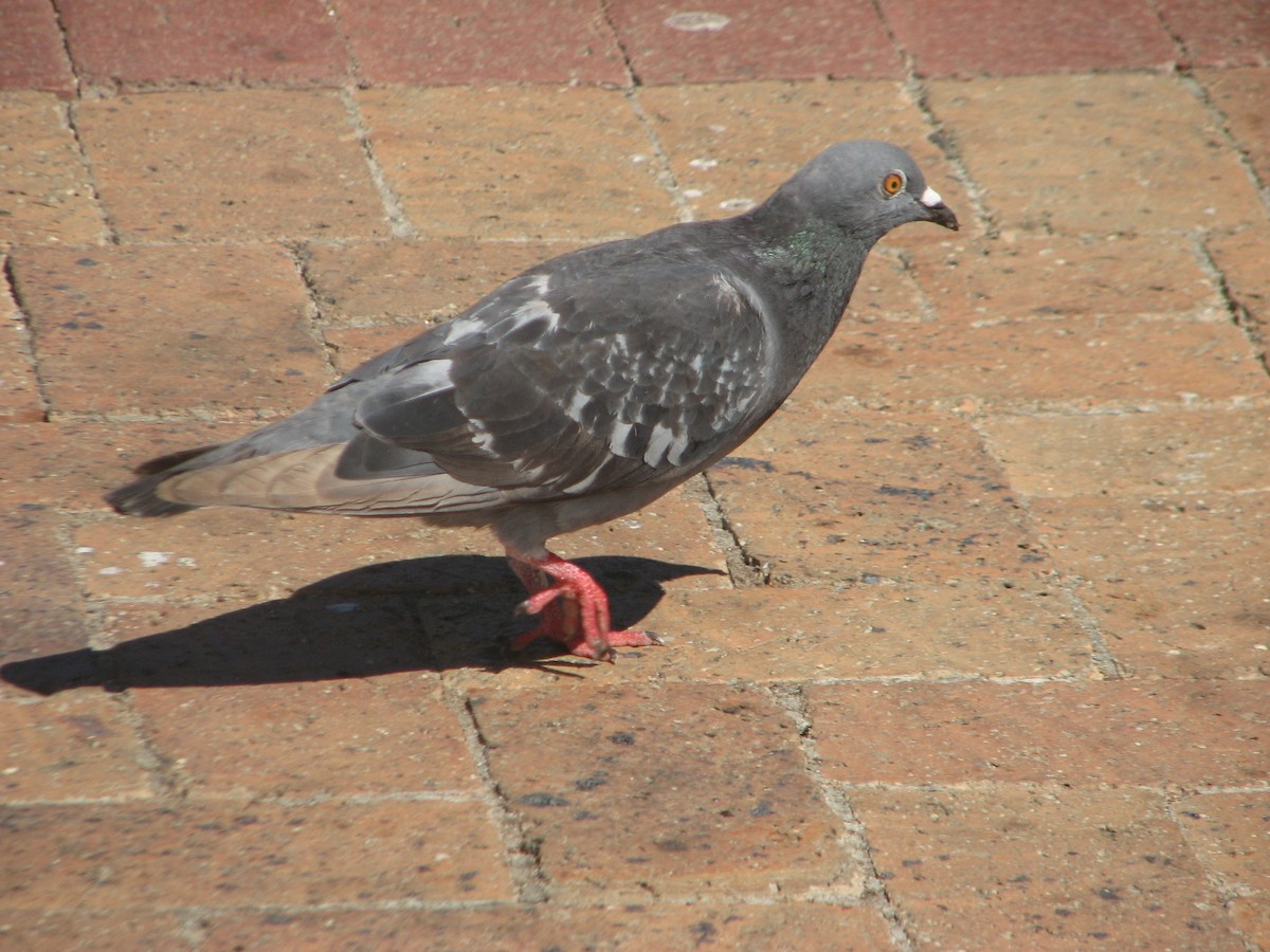 Rock Pigeon (Feral Pigeon) - ML616577533