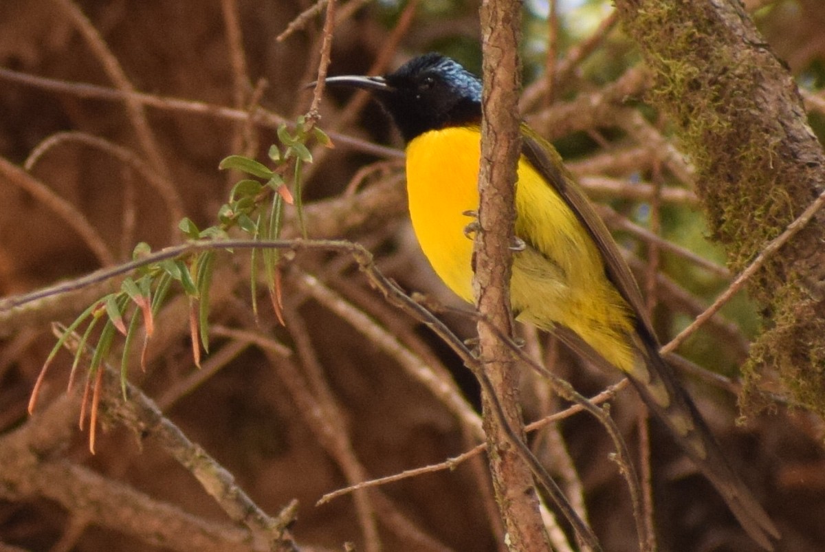 Green-tailed Sunbird - Deepak Gairola