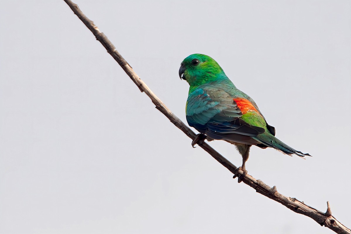 Red-rumped Parrot - Chris Chafer