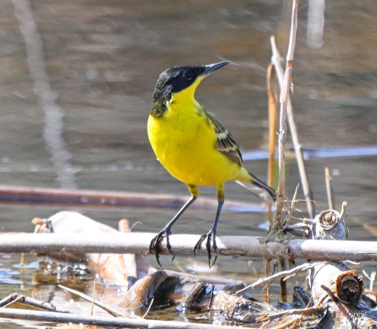 wagtail sp. - ML616577680