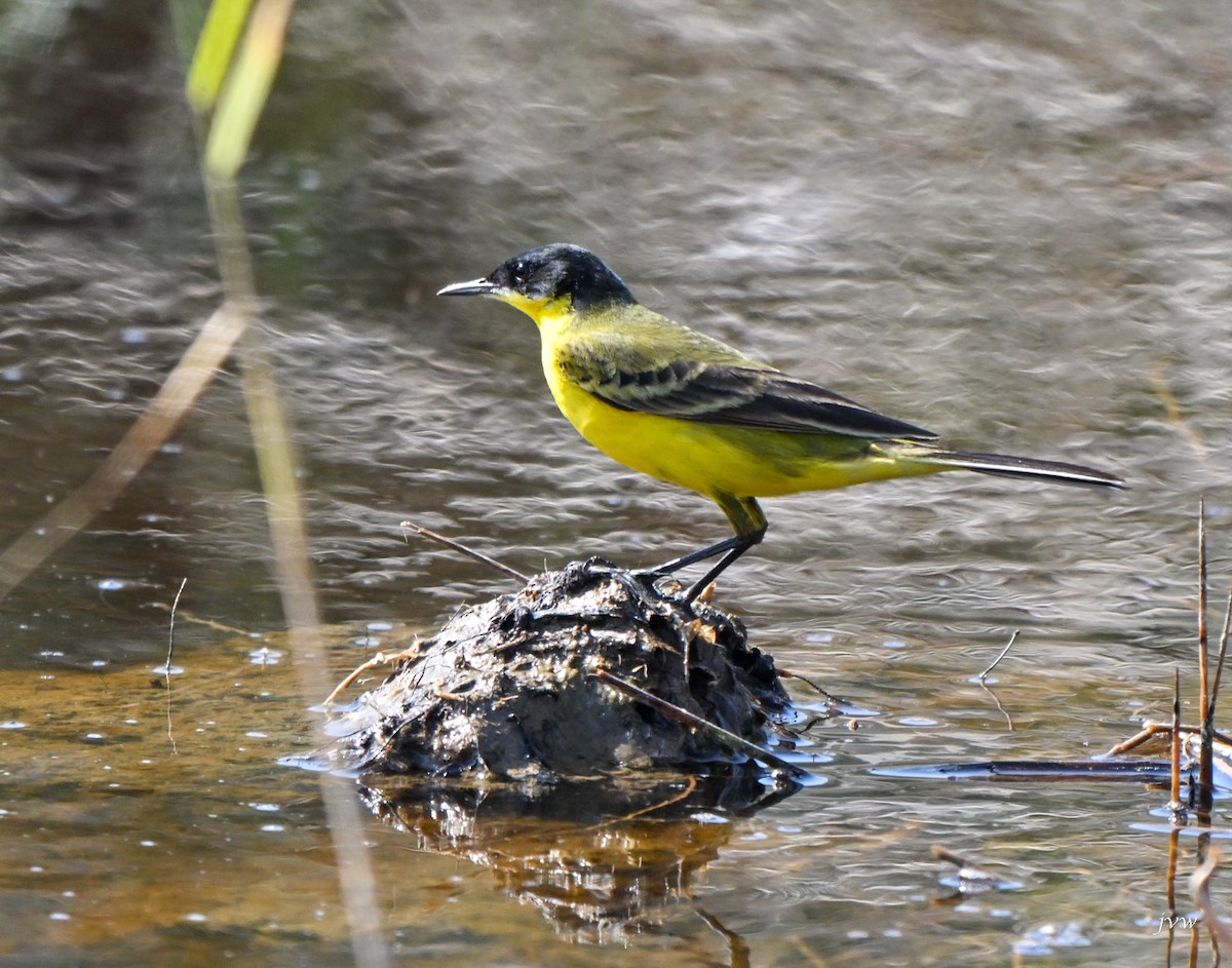 wagtail sp. - ML616577681