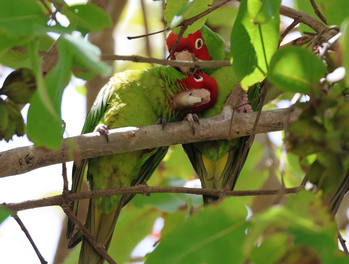 tanımsız küçük papağan (Psittaciformes sp.) - ML616577725