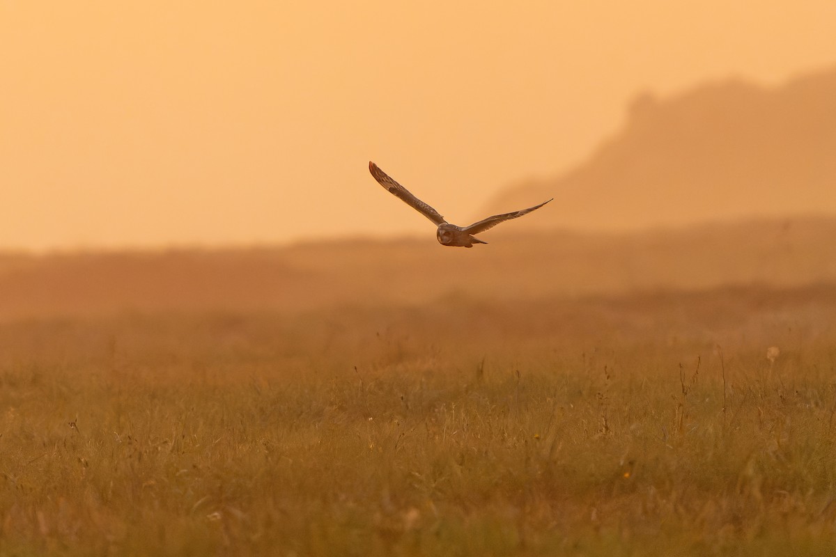 Short-eared Owl - Daniel López-Velasco | Ornis Birding Expeditions