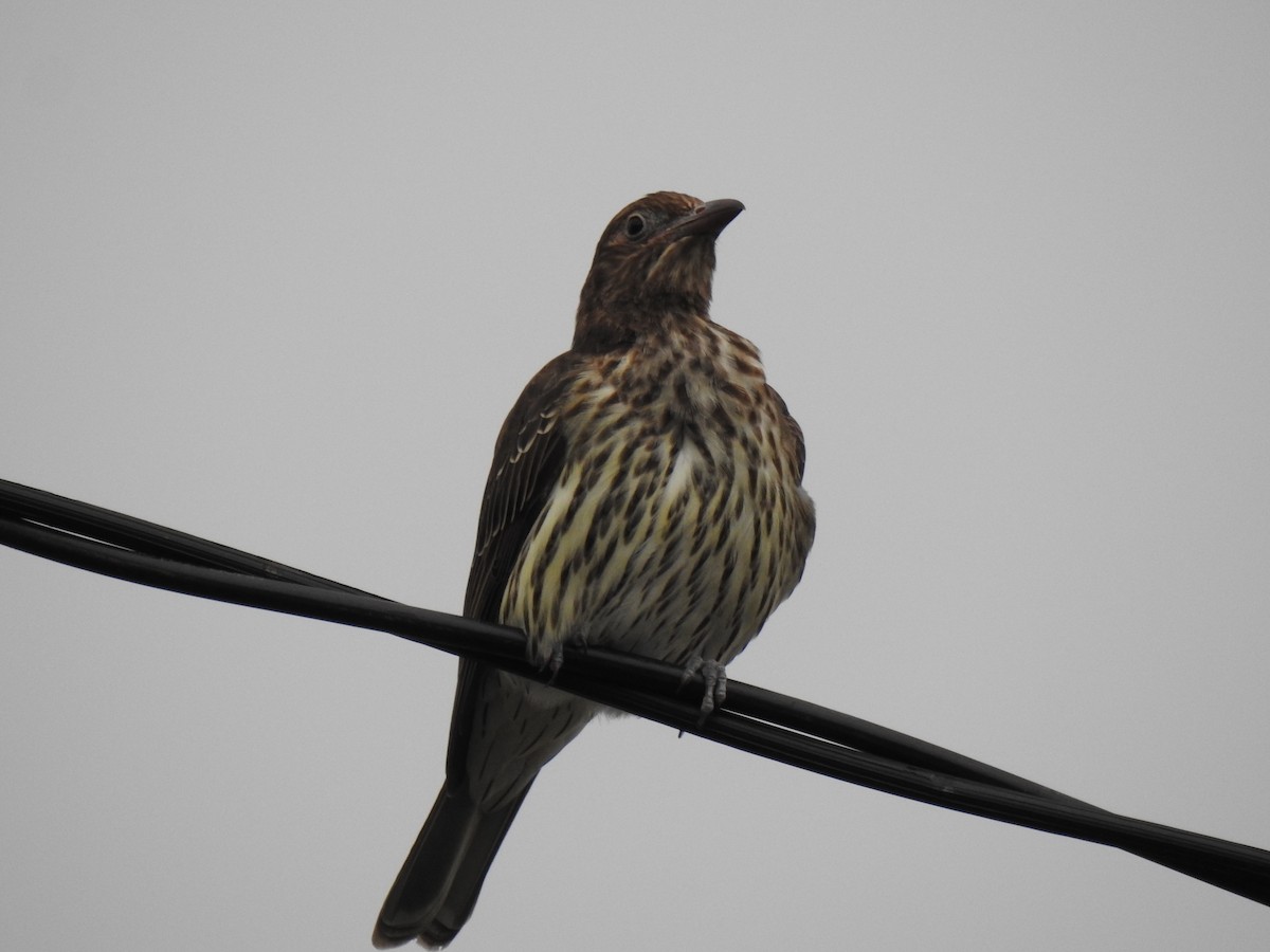 Australasian Figbird - ML616577744