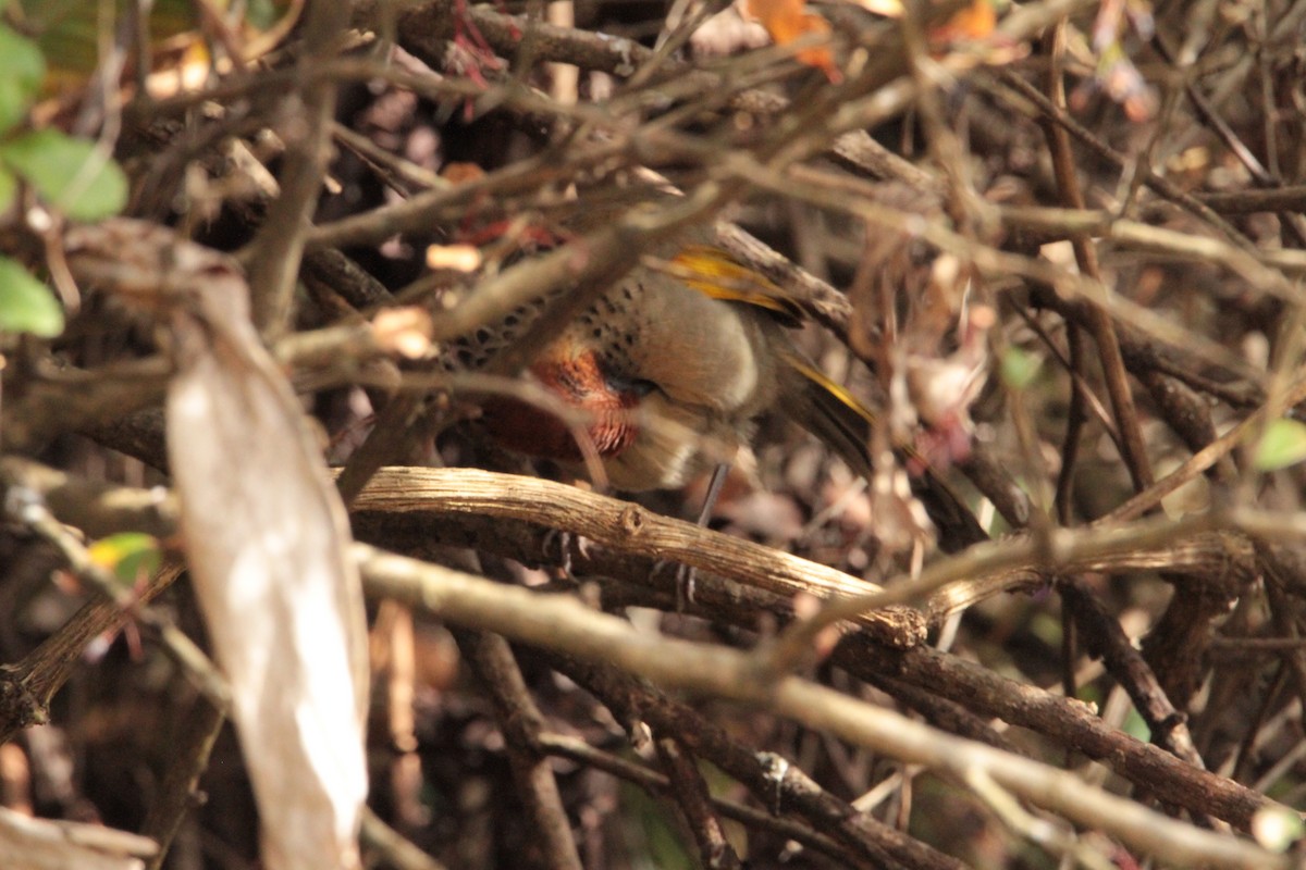 Chestnut-crowned Laughingthrush - ML616577762