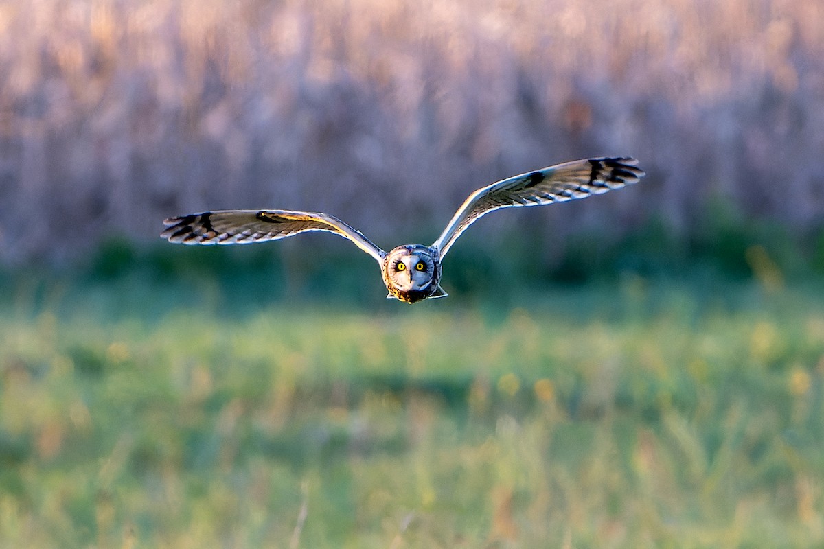 Short-eared Owl - Daniel López-Velasco | Ornis Birding Expeditions