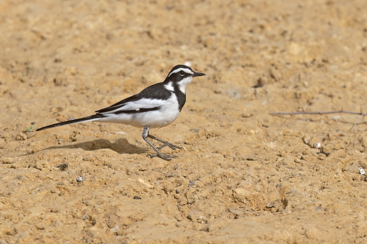 African Pied Wagtail - Marco Valentini