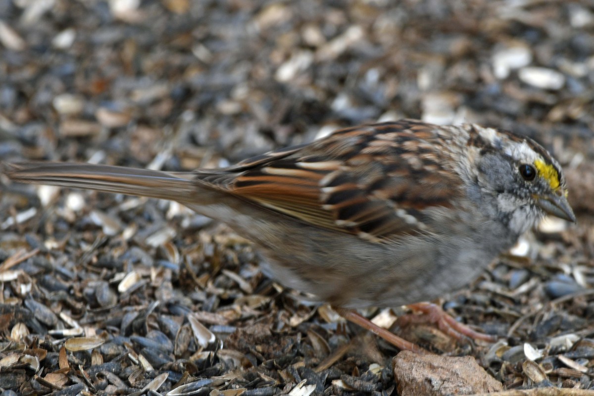 White-throated Sparrow - ML616577862