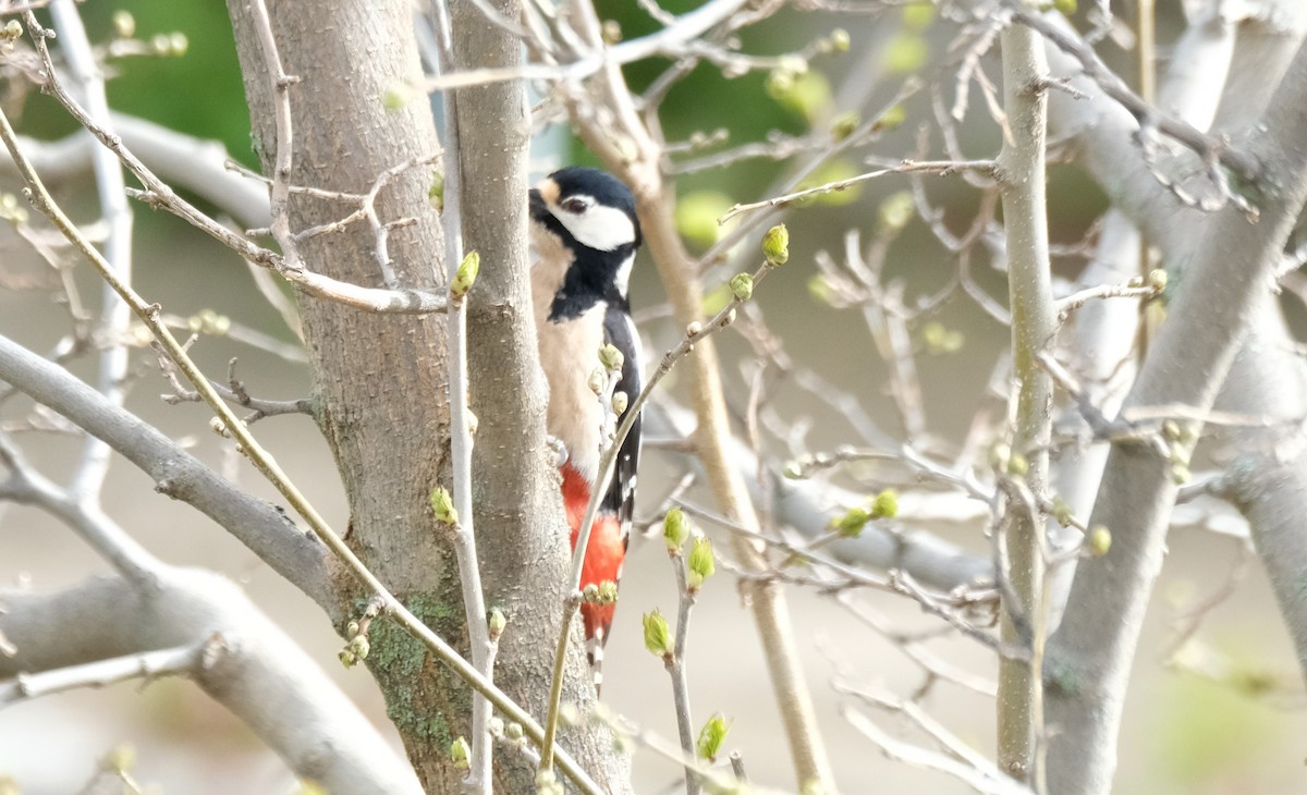 Great Spotted Woodpecker - Gonzalo Bel Lallave