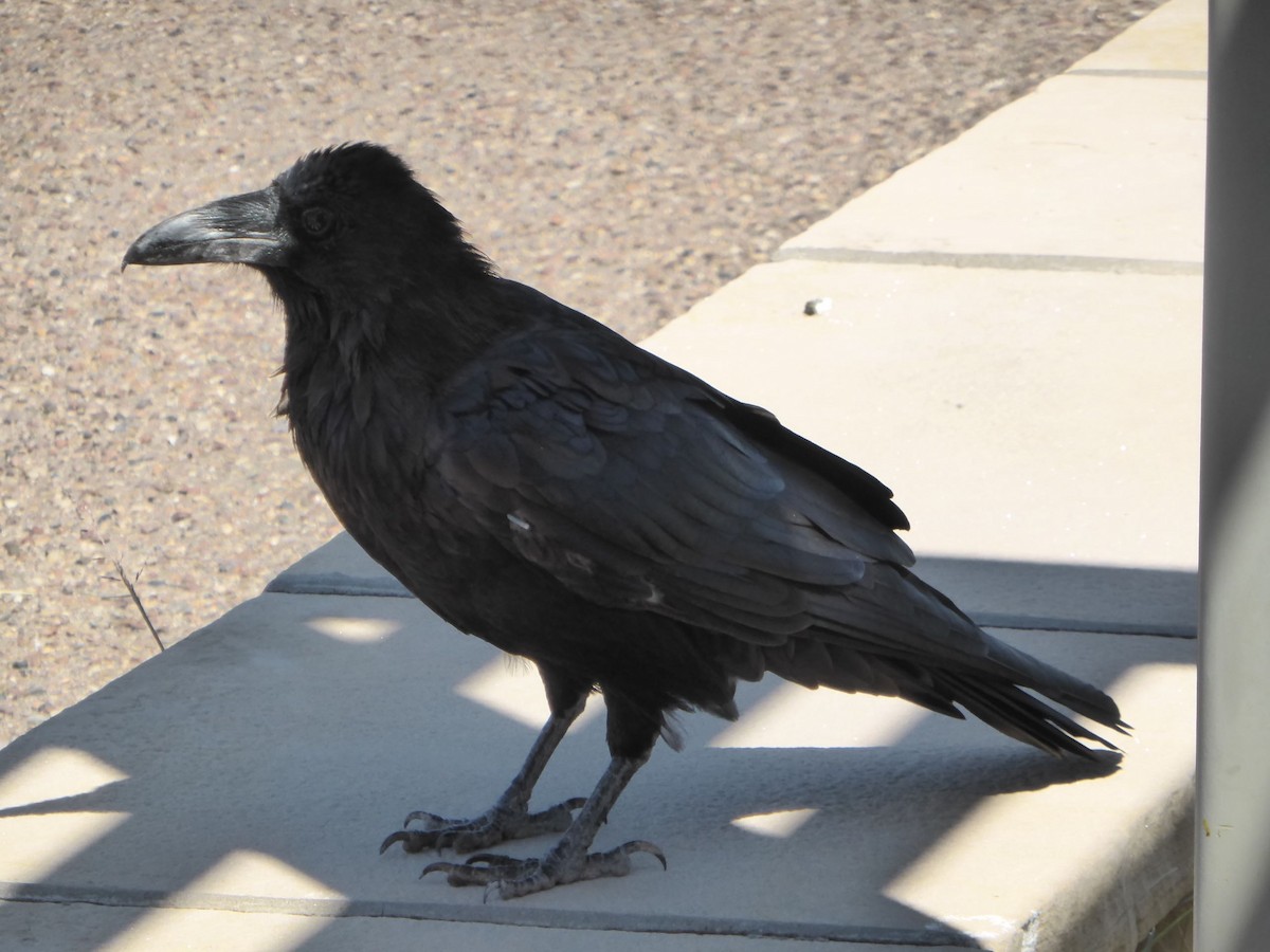 Common Raven - Susan Murphy