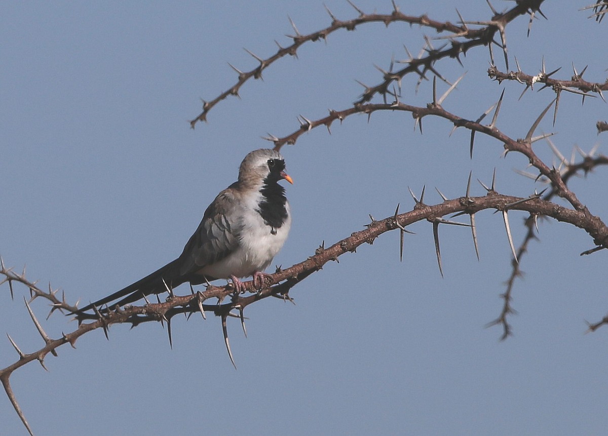 Namaqua Dove - Soeren Andersen