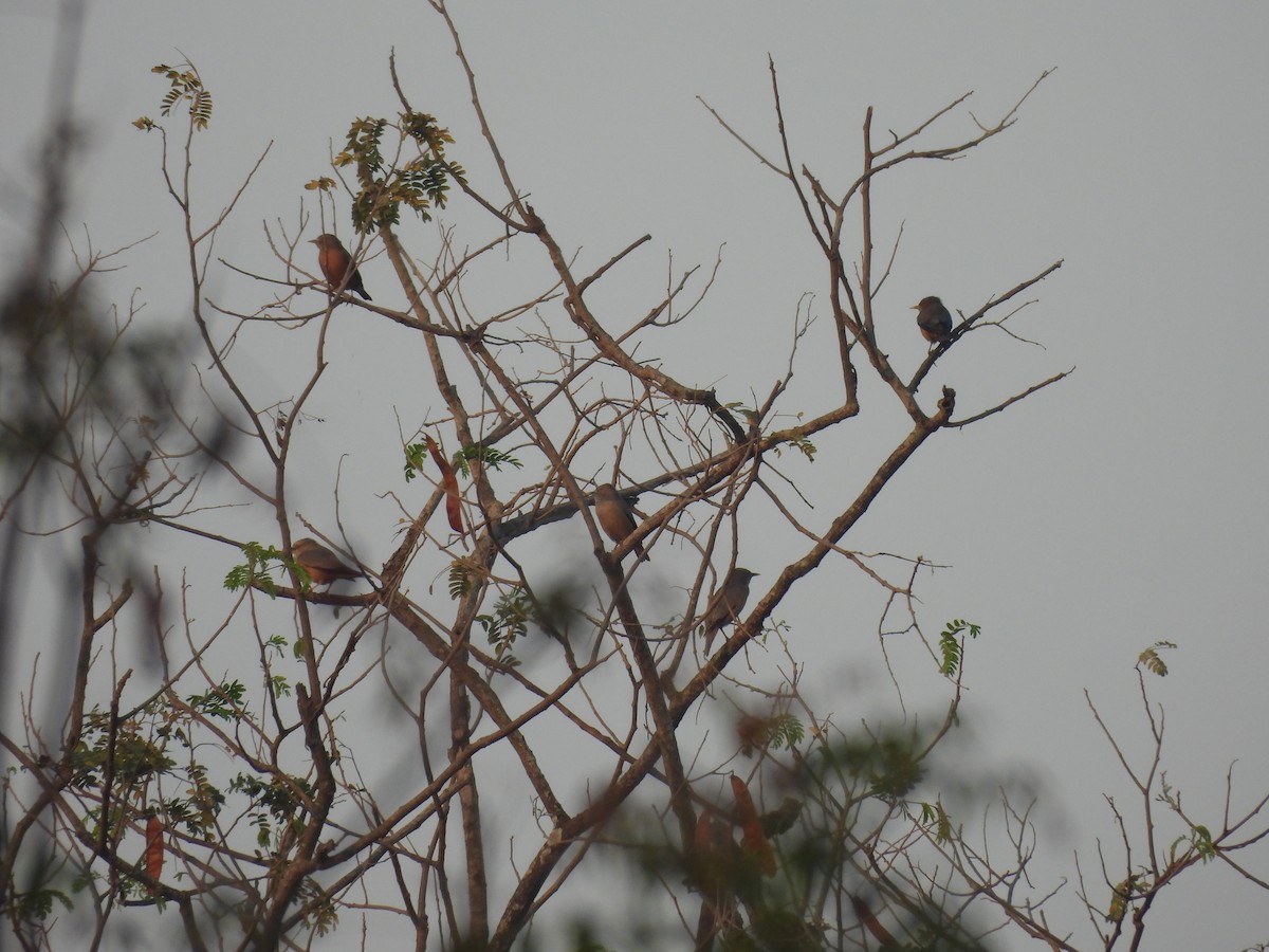 Chestnut-tailed Starling - Sameer Kulkarni