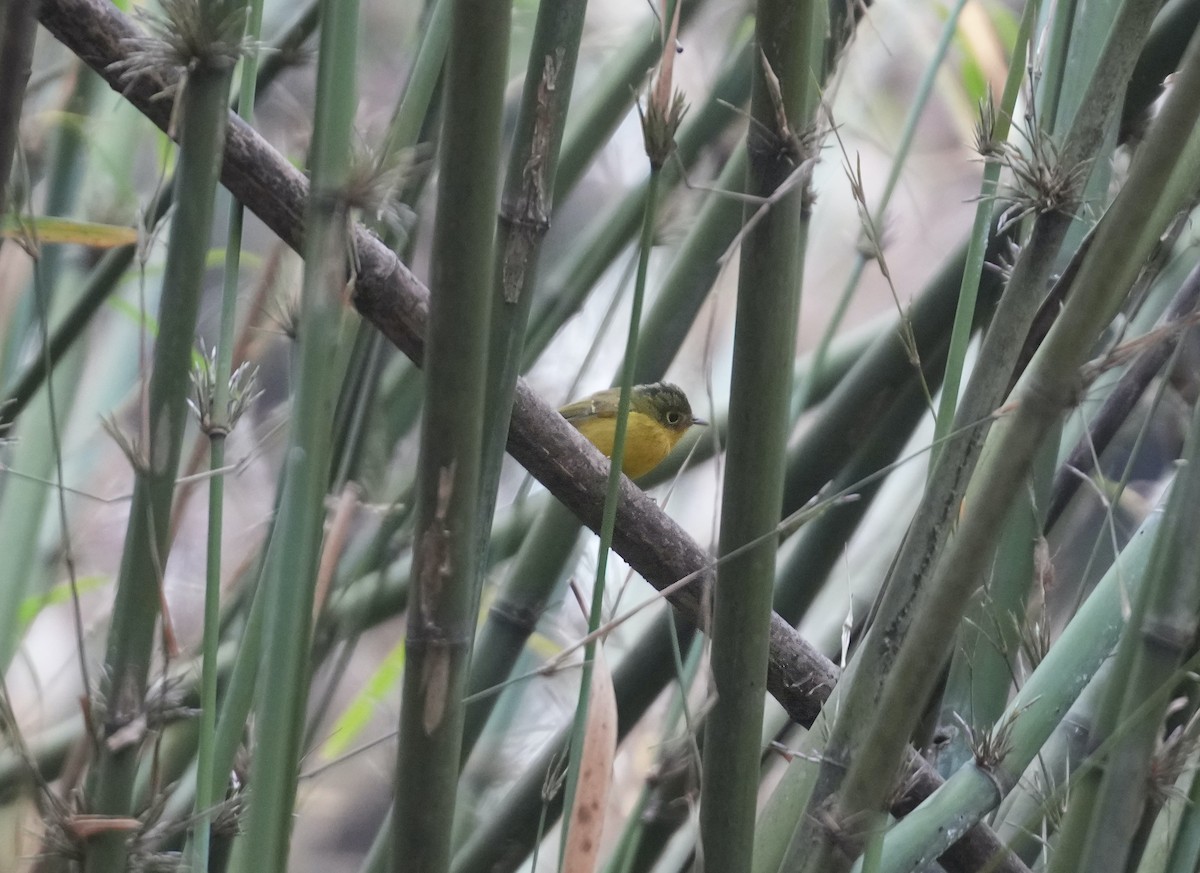 Green-crowned Warbler - Sudip Simha