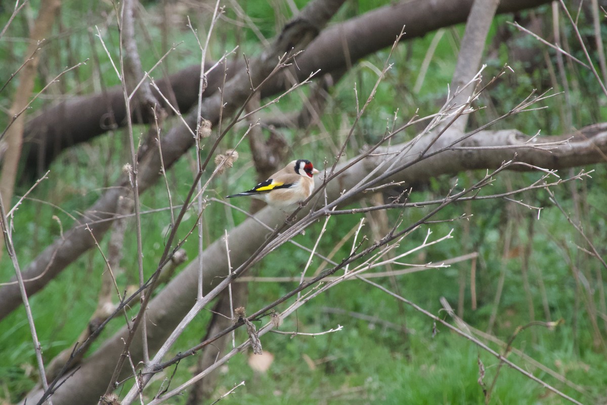 European Goldfinch - - KFR -