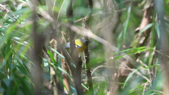 Black-eared Shrike-Babbler - ML616578079