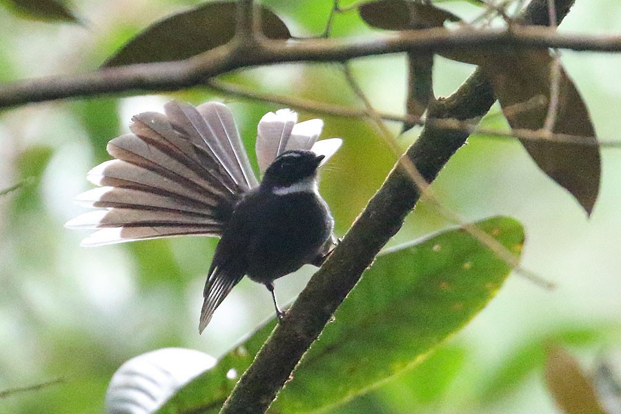 White-throated Fantail - ML616578110