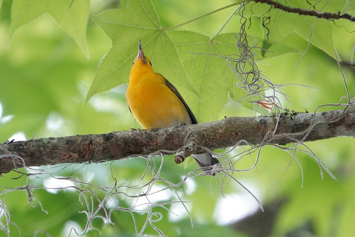 Prothonotary Warbler - ML616578116