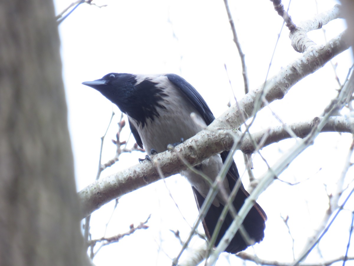 Hooded Crow - ML616578122