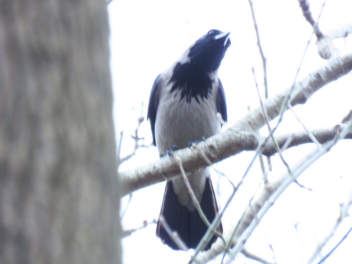 Hooded Crow - ML616578125