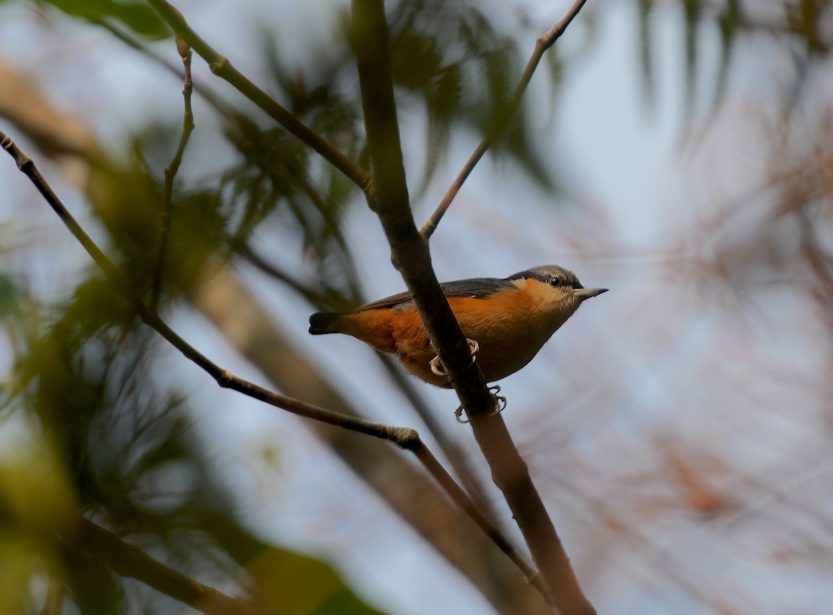 White-tailed Nuthatch - ML616578140