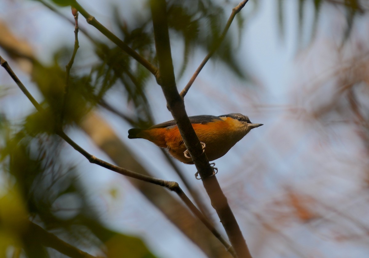 White-tailed Nuthatch - ML616578141
