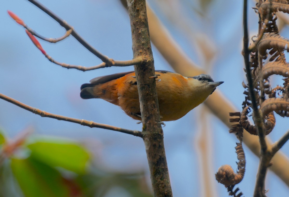 White-tailed Nuthatch - Sudip Simha