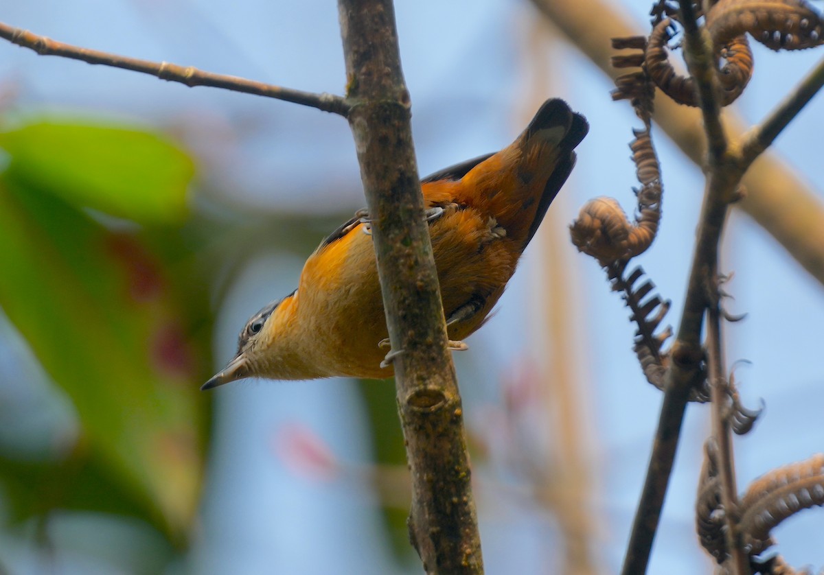 White-tailed Nuthatch - ML616578143