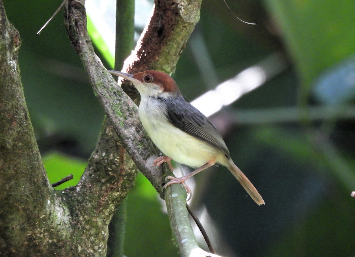 Rufous-tailed Tailorbird - ML616578153