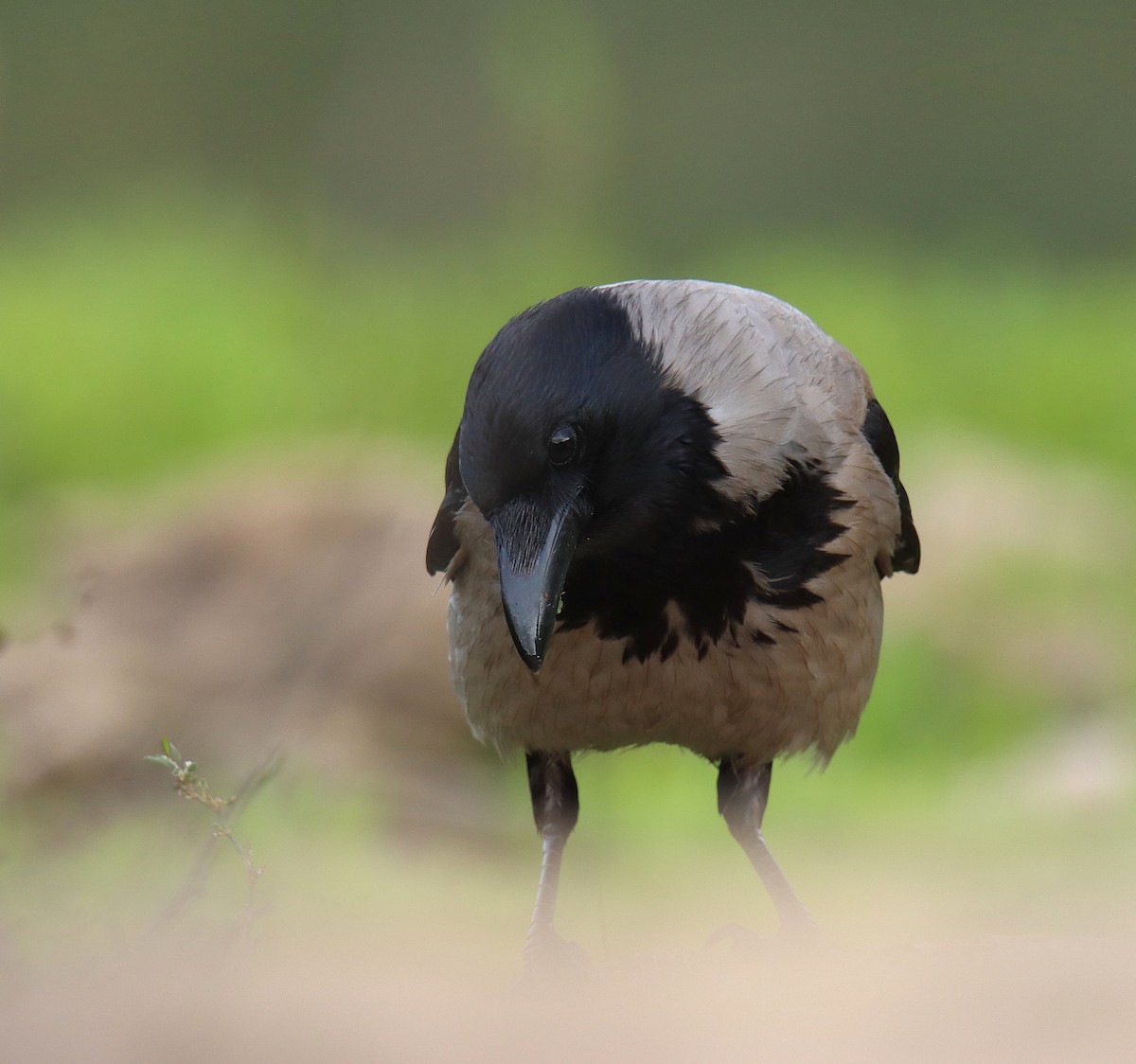 Hooded Crow (Hooded) - משה נאמן