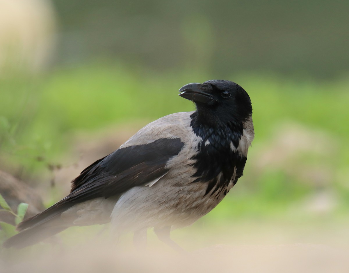 Hooded Crow (Hooded) - ML616578171