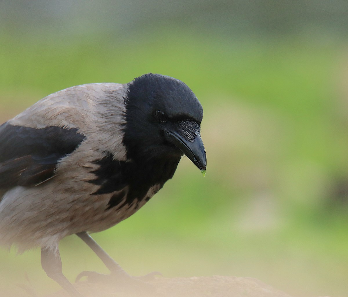 Hooded Crow (Hooded) - ML616578172