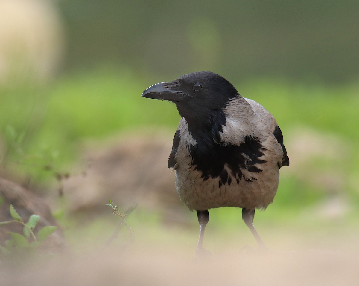 Hooded Crow (Hooded) - ML616578173