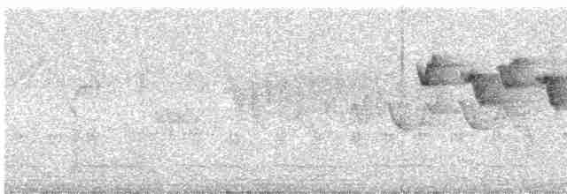 Gray-cheeked Warbler - ML616578181
