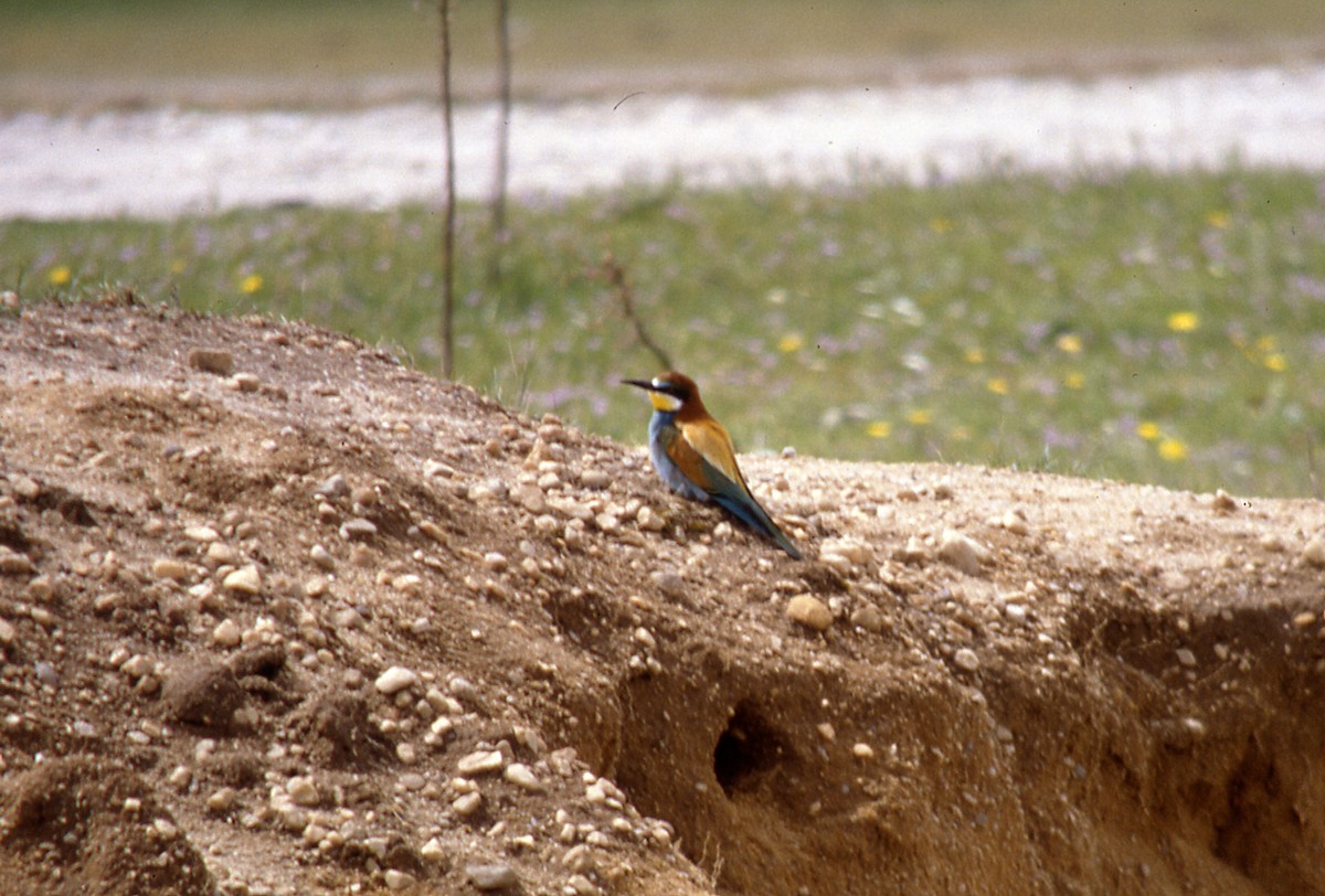 European Bee-eater - Javier Morala/MCBirding.com