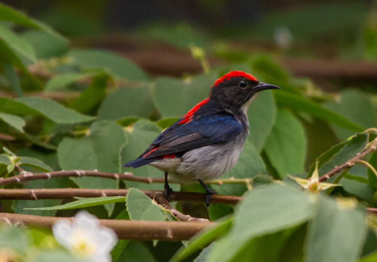 Scarlet-backed Flowerpecker - ML616578232