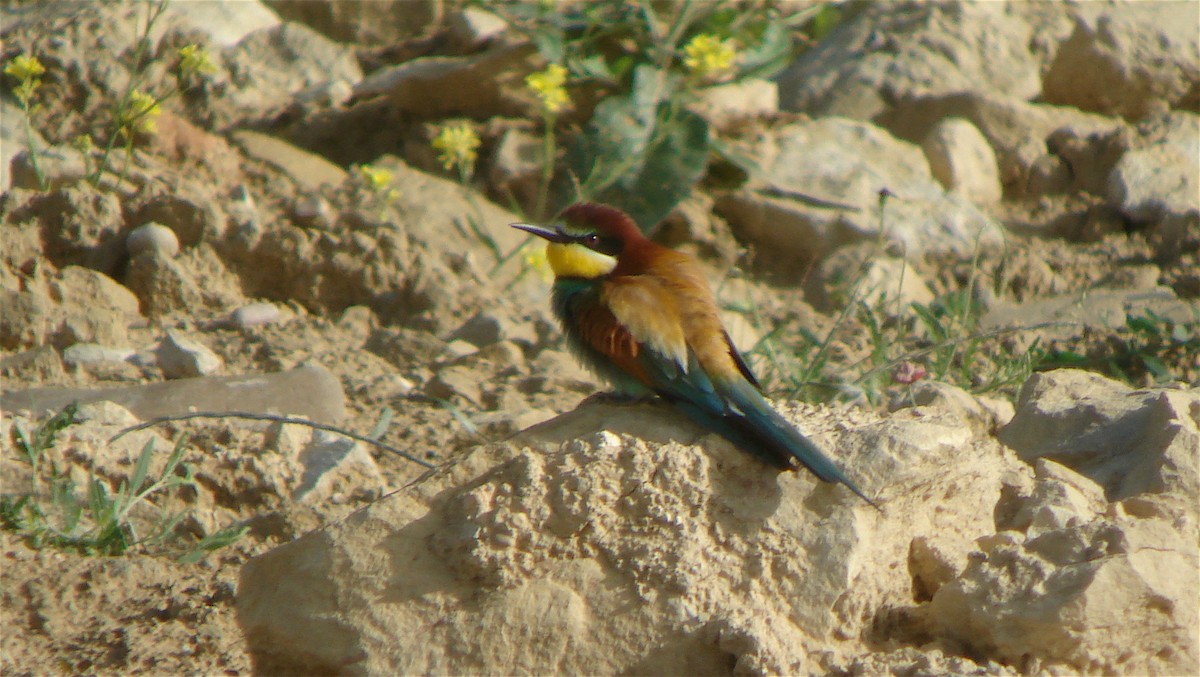 European Bee-eater - Javier Morala/MCBirding.com