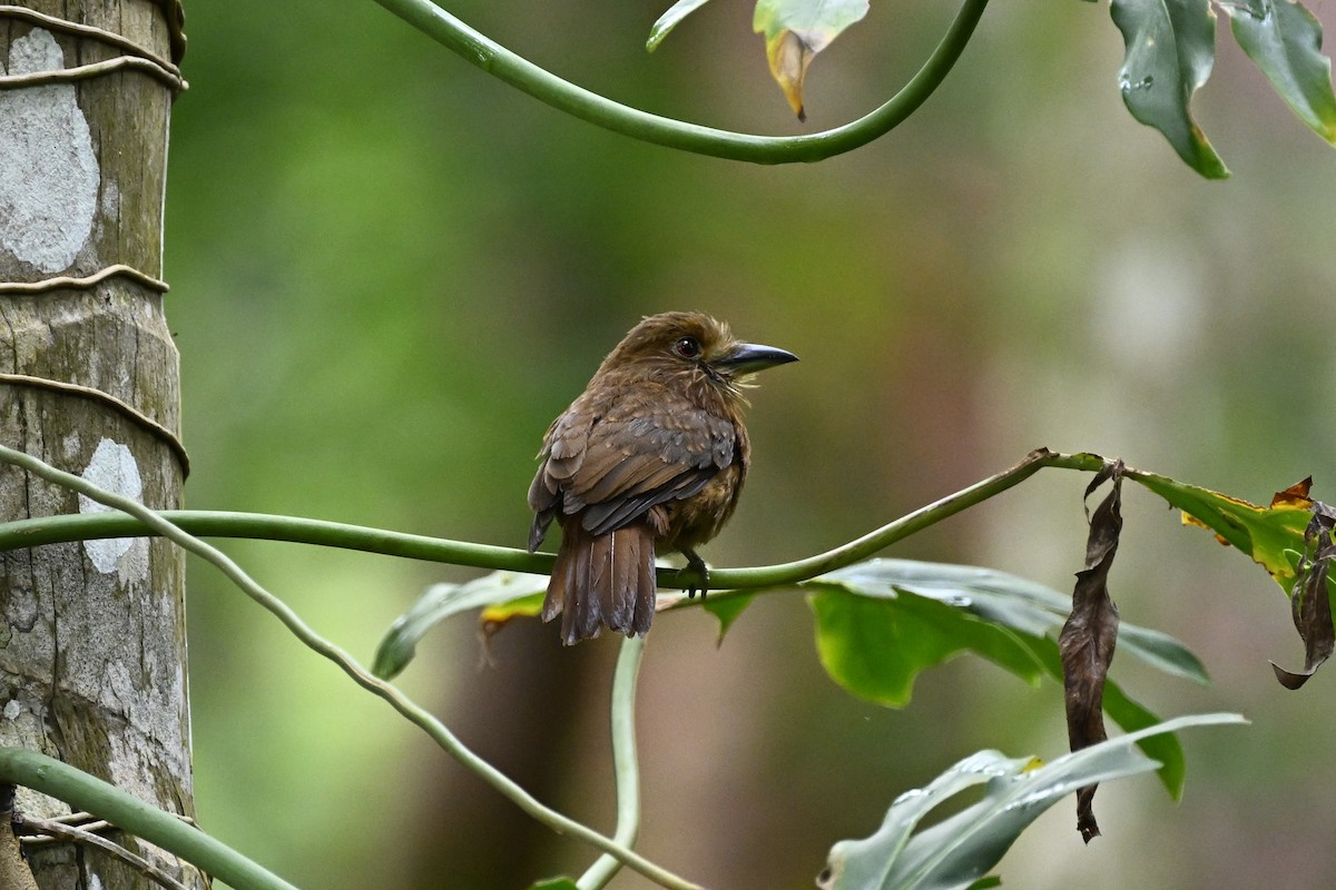 White-whiskered Puffbird - Anonymous