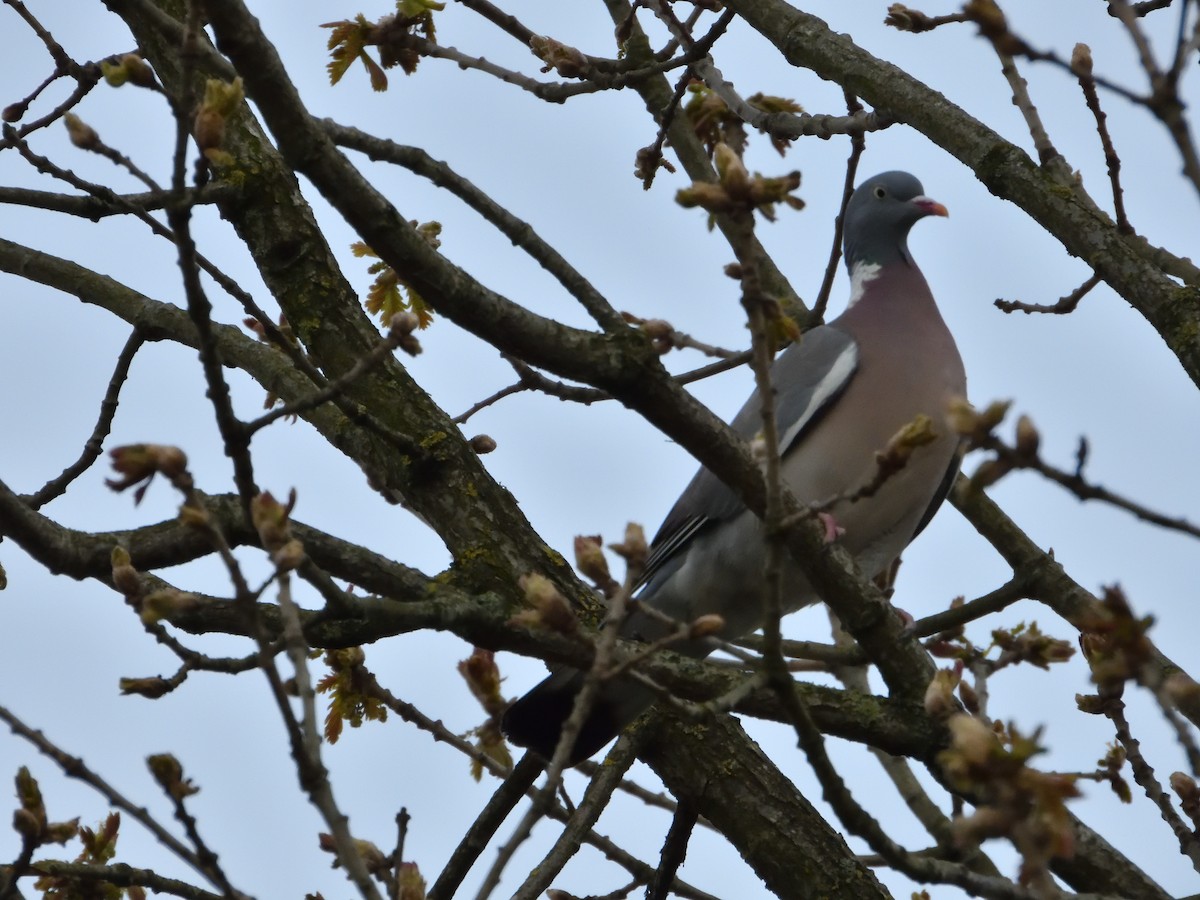 Common Wood-Pigeon - Dennis op 't Roodt