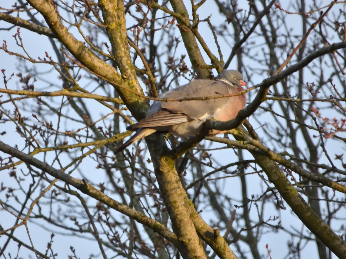 Common Wood-Pigeon - ML616578358