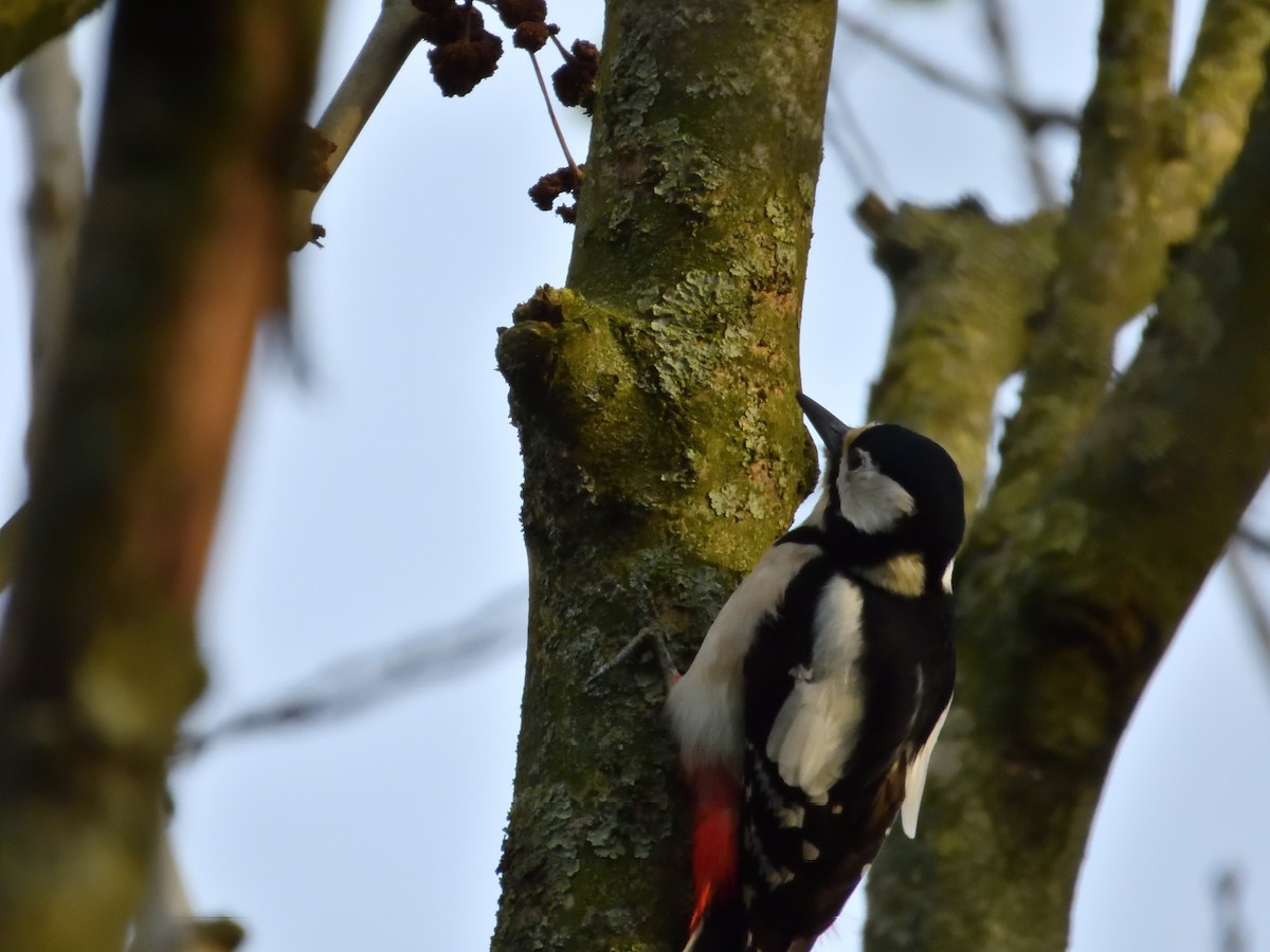 Great Spotted Woodpecker - ML616578373