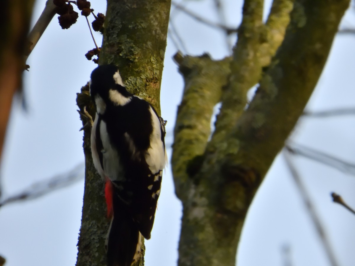 Great Spotted Woodpecker - ML616578374