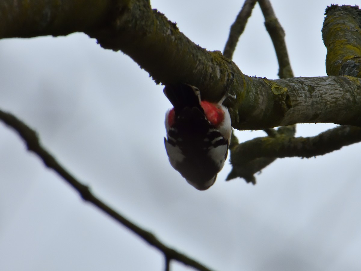Great Spotted Woodpecker - ML616578375