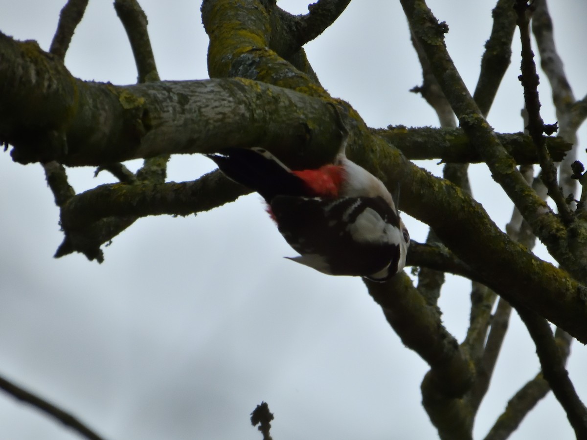 Great Spotted Woodpecker - ML616578376