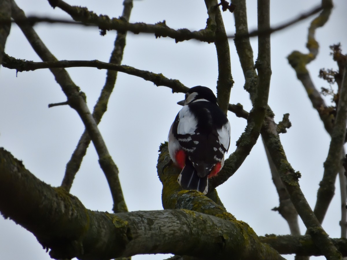 Great Spotted Woodpecker - ML616578377